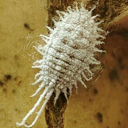 Pseudococcus cryptus